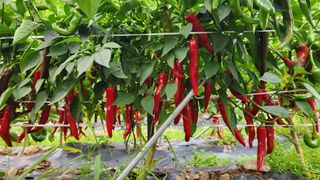 황금박쥐님의 고추 · 수확 작성글 사진