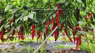 황금박쥐님의 고추 · 수확 작성글 사진