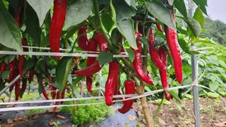 황금박쥐님의 고추 · 수확 작성글 사진