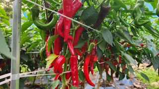 황금박쥐님의 고추 · 수확 작성글 사진