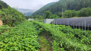 황금박쥐님의 고추 · 수확 작성글 사진