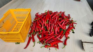 황금박쥐님의 고추 · 수확 작성글 사진