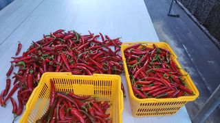 황금박쥐님의 고추 · 수확 작성글 사진