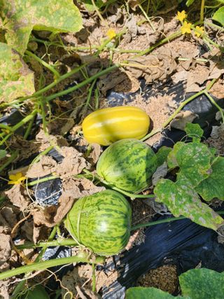 청송농장16987님의 자유주제 · 자유게시판 작성글 사진