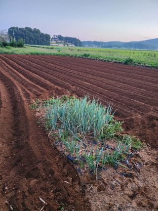 청송농장16987님의 자유주제 · 자유게시판 작성글 사진