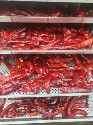 초보퍼머5도2촌준비님의 고추 · 수확 작성글 사진