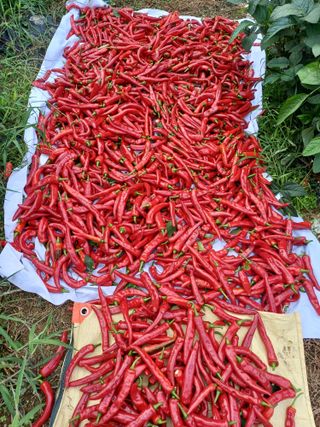 초보퍼머5도2촌준비님의 고추 · 수확 작성글 사진