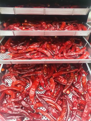 초보퍼머5도2촌준비님의 고추 · 수확 작성글 사진