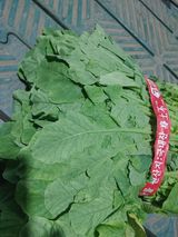 팜모닝 배추·병해충상담 게시글 이미지