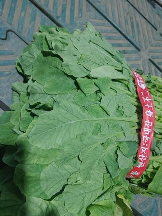 주창도님의 배추 · 병해충상담 작성글 사진