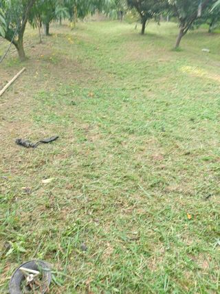 ahnda님의 복숭아 · 영농일지 작성글 사진