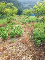 팜모닝 들깨·자유게시판 게시글 이미지