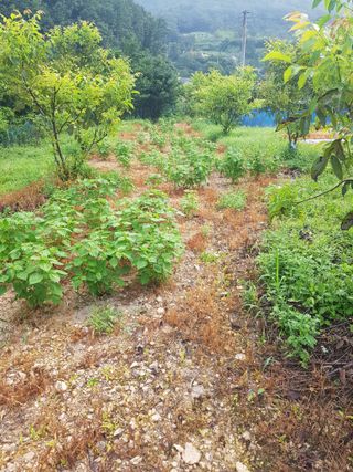 정석구님의 들깨 · 자유게시판 작성글 사진