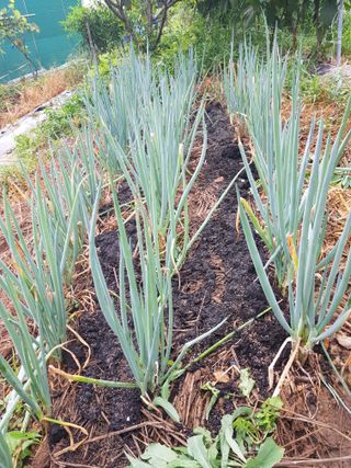 정석구님의 들깨 · 자유게시판 작성글 사진