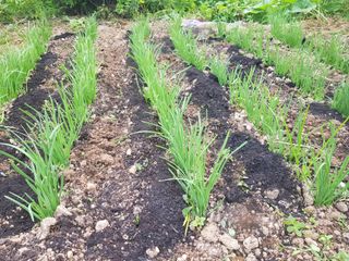 정석구님의 들깨 · 자유게시판 작성글 사진