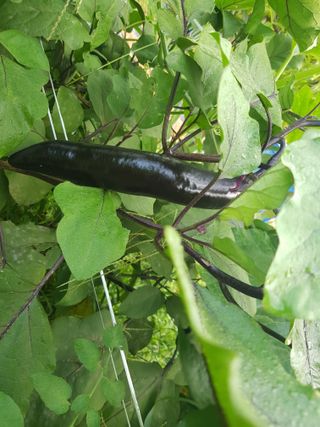 정석구님의 기타작물 · 자유게시판 작성글 사진