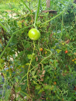 정석구님의 기타작물 · 자유게시판 작성글 사진