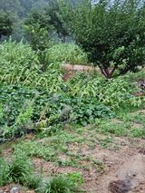 팜모닝 자유주제·자유게시판 게시글 이미지