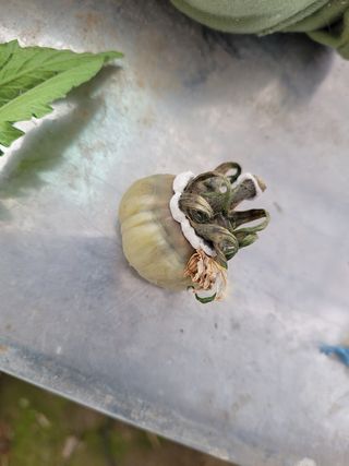 박다영님의 토마토 · 병해충상담 작성글 사진