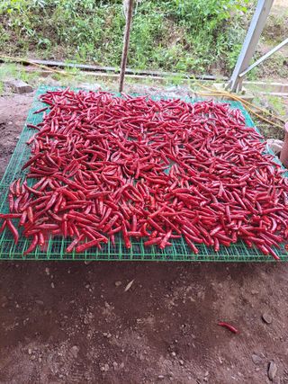 정자형님의 고추 · 제초 작성글 사진