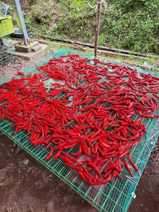 정자형님의 고추 · 제초 작성글 사진