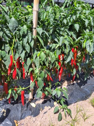 정자형님의 고추 · 제초 작성글 사진