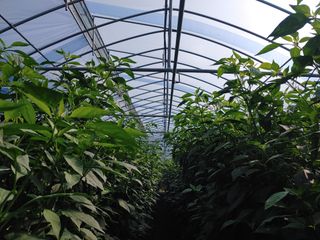 콩나라최여순님의 고추 · 일상 작성글 사진