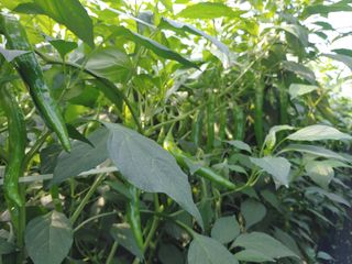 콩나라최여순님의 고추 · 일상 작성글 사진