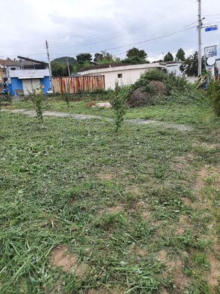 soon님의 매실 · 영농일지 작성글 사진