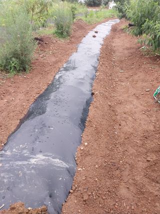 soon님의 고구마 · 영농일지 작성글 사진