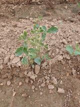 팜모닝 들깨·병해충상담 게시글 이미지