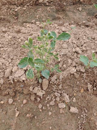 새앙골님의 들깨 · 병해충상담 작성글 사진