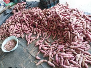 최남옥님의 고구마 · 자유게시판 작성글 사진