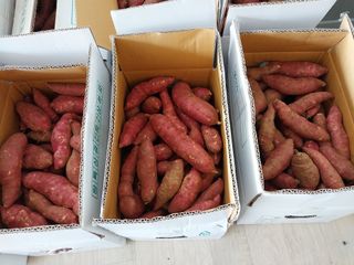 최남옥님의 고구마 · 자유게시판 작성글 사진