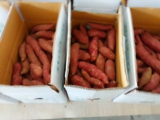 최남옥님의 고구마 · 자유게시판 작성글 사진