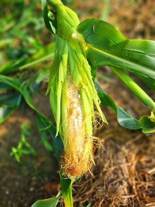이형록님의 옥수수 · 자유게시판 작성글 사진