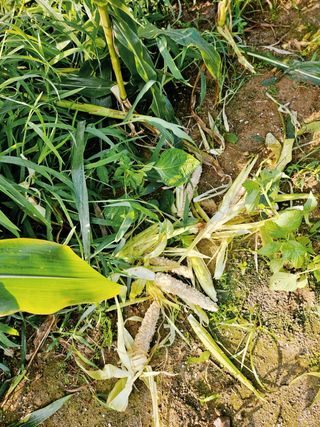 이형록님의 옥수수 · 자유게시판 작성글 사진