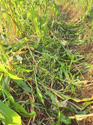 이형록님의 옥수수 · 자유게시판 작성글 사진