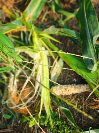 이형록님의 옥수수 · 자유게시판 작성글 사진