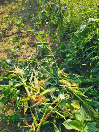 이형록님의 옥수수 · 자유게시판 작성글 사진