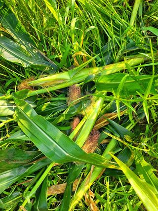 이형록님의 옥수수 · 자유게시판 작성글 사진