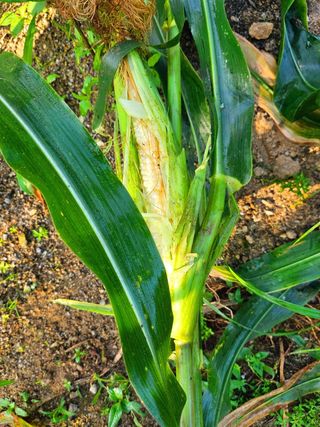 이형록님의 옥수수 · 자유게시판 작성글 사진