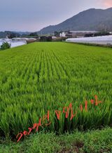 팜모닝 벼·영농일지 게시글 이미지