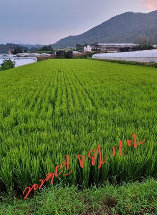 신억식 님의 벼 · 영농일지 작성글 사진