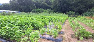 송석봉님의 들깨 · 자유게시판 작성글 사진