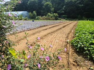 유한양행님의 토마토 · 영농일지 작성글 사진