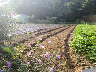 유한양행님의 토마토 · 영농일지 작성글 사진
