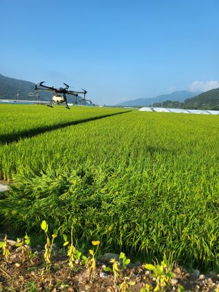 노력한많큼거둘수있다님의 벼 · 자유게시판 작성글 사진