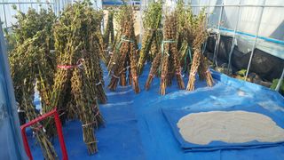 김옥열님의 참깨 · 자유게시판 작성글 사진