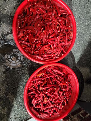 전병대님의 고추 · 수확 작성글 사진